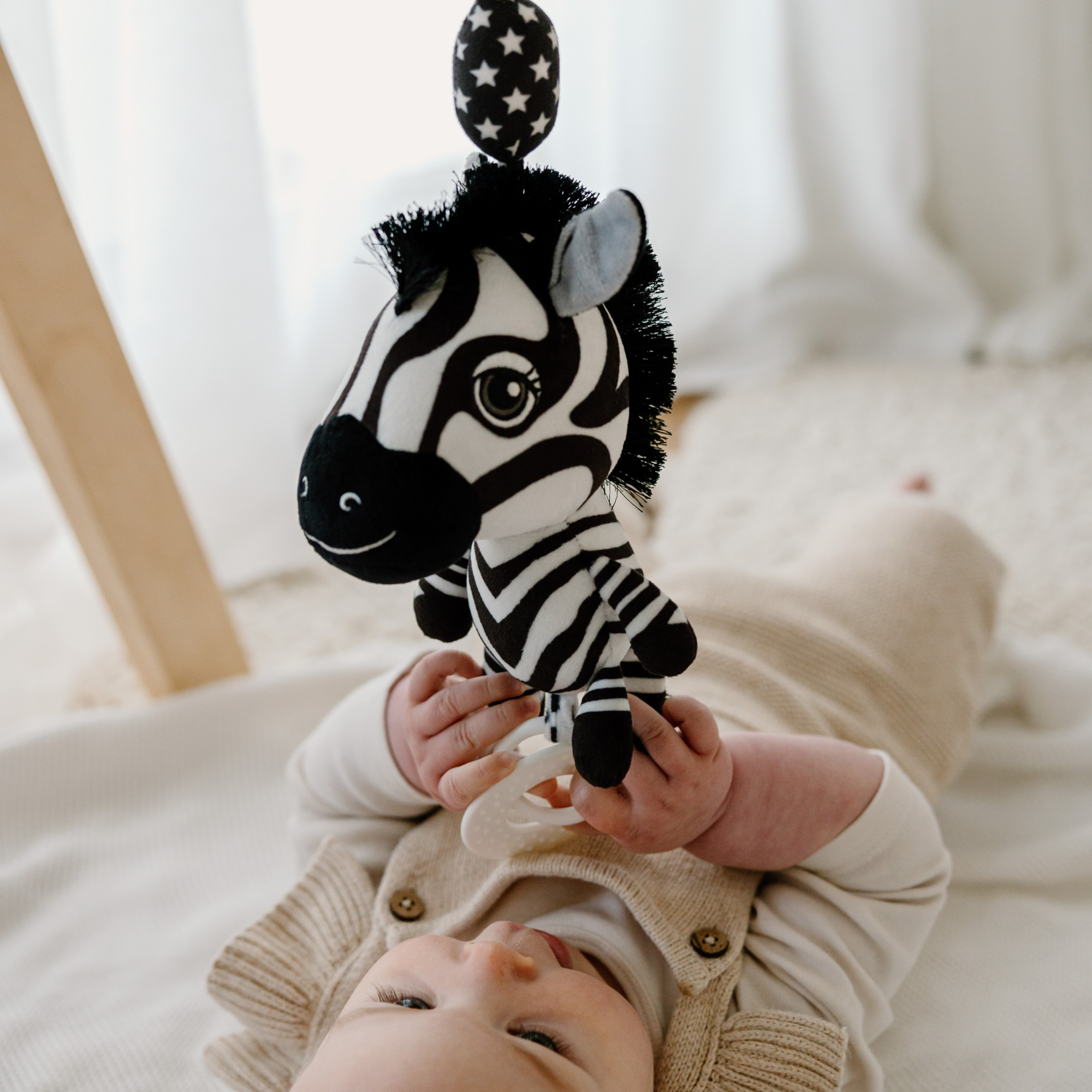 Ziggy the Zebra - Young Wonderer