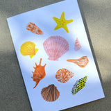 Seashells Greeting Card - Illustrated Shells Card | Beach